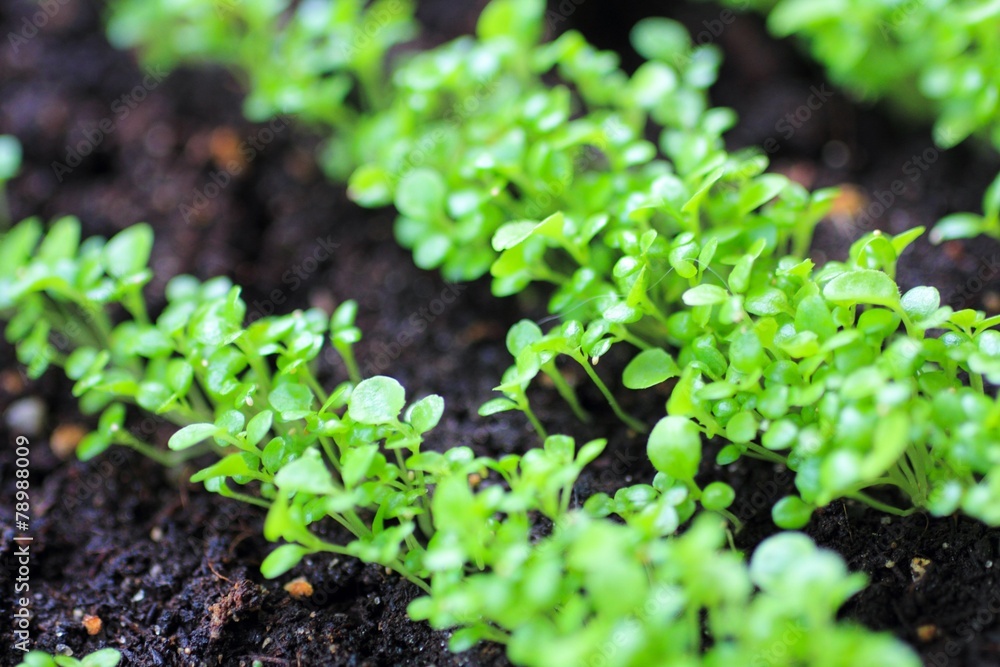 Growing Plants at Spring Growing Plants at Spring