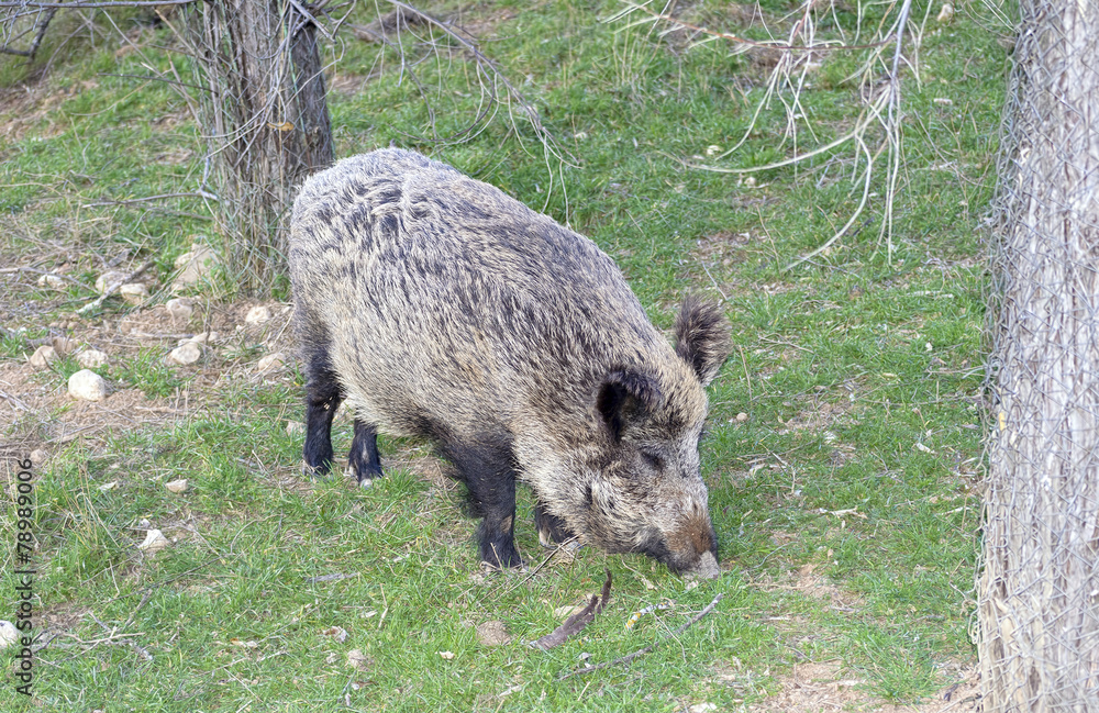 Beautiful wild boar Beautiful wild boar