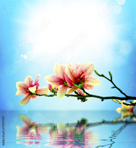 Spring flower magnolia background