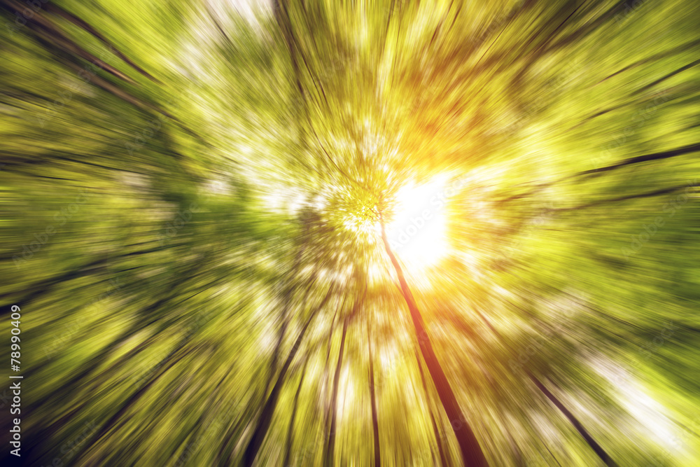 Naklejka premium Trees in the woods, view from bellow towards the sun on the sky.