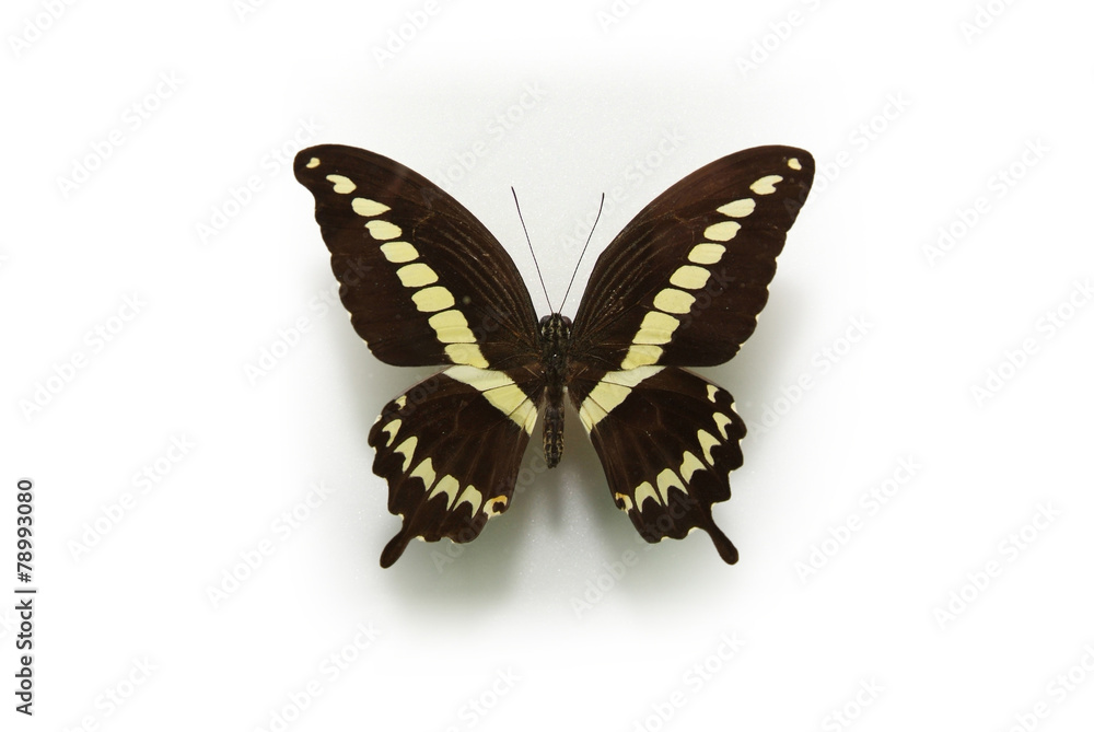 Fototapeta premium 동물이미지