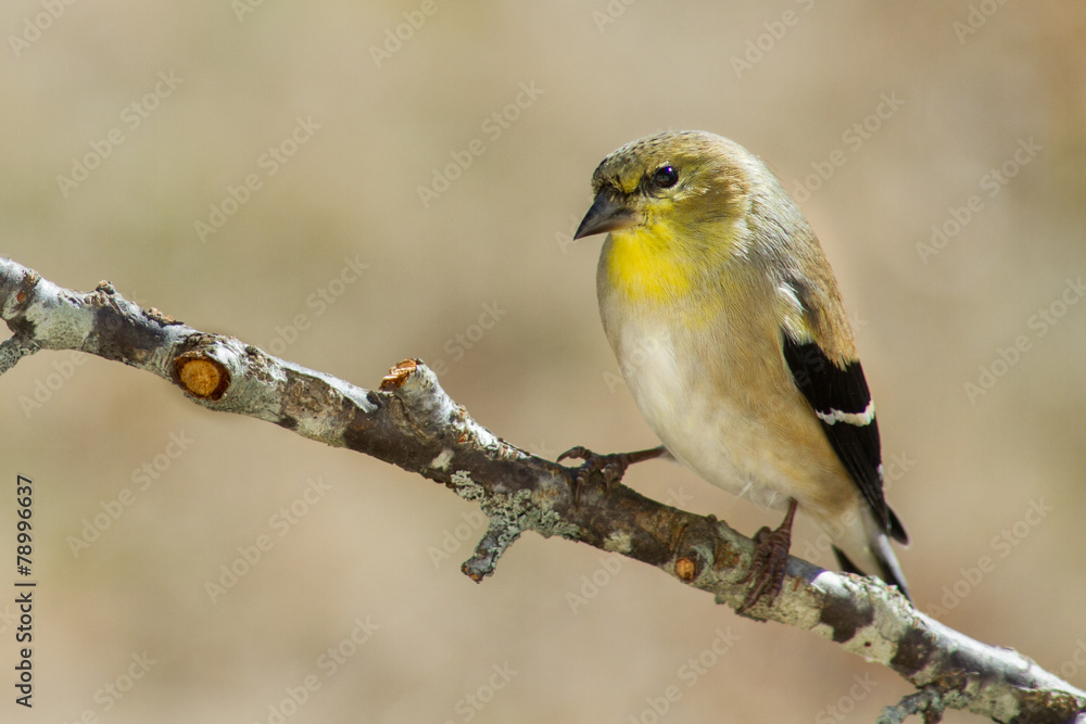 Obraz premium Gold Finch (non-breeding)