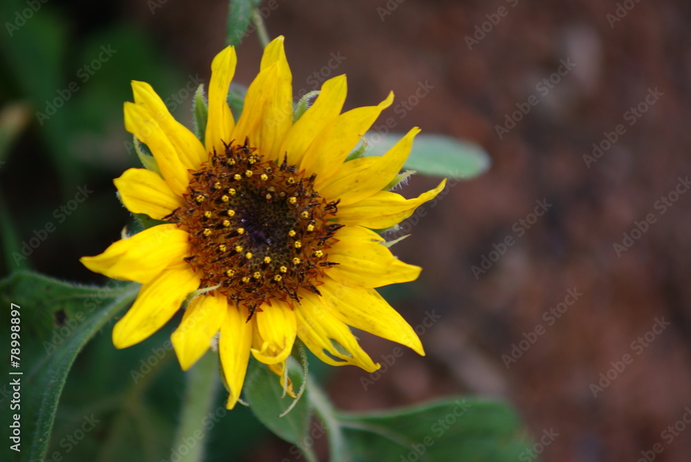 Fototapeta premium 식물이미지