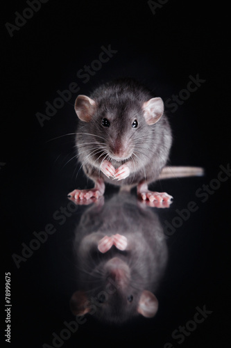 brown domestic rat on a black background