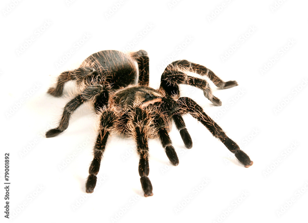 Mexican redknee tarantul Mexican redknee tarantul