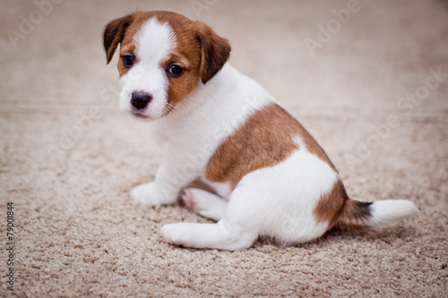 puppy Jack Russell Terrier