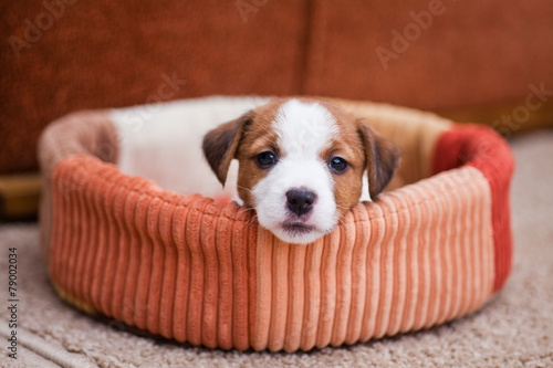 Fotografie, Tablou puppy Jack Russell Terrier