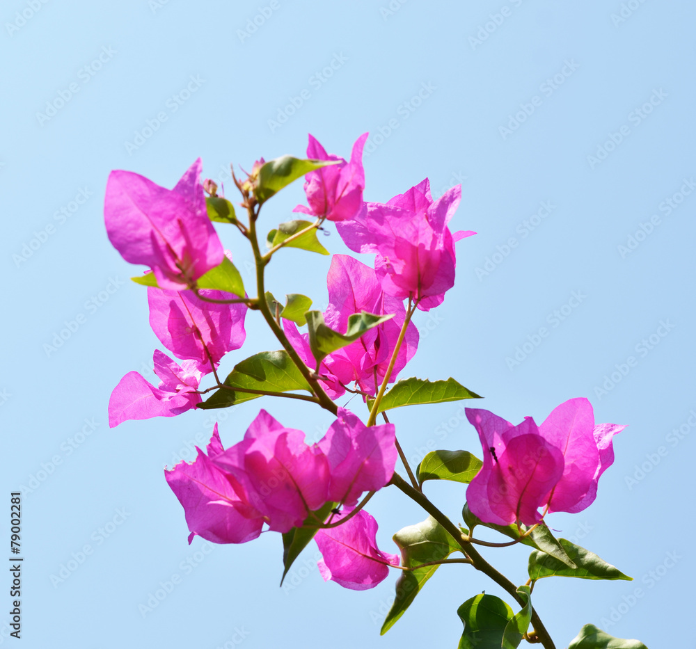 Bougainvillea flower Bougainvillea flower