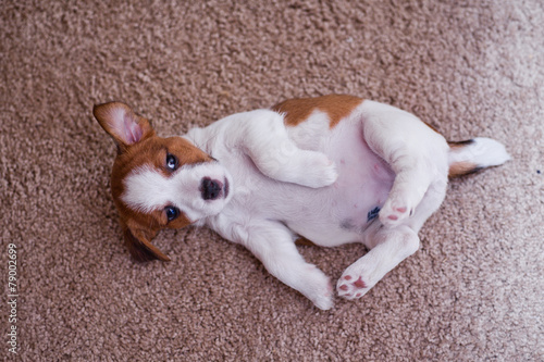 puppy Jack Russell Terrier