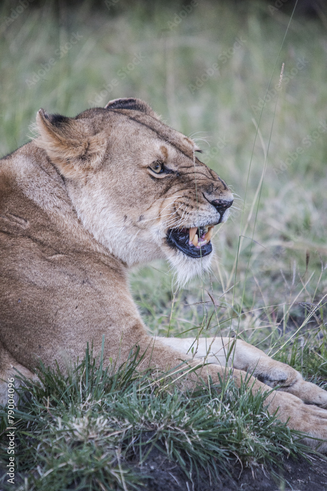 Obraz premium 포유류이미지