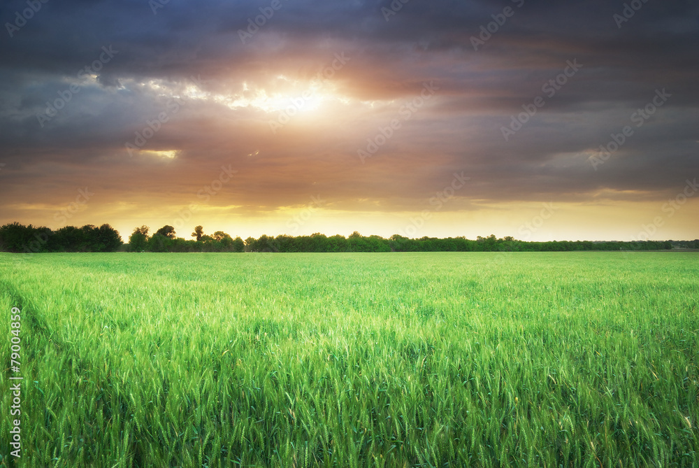 Green meadow of wheat