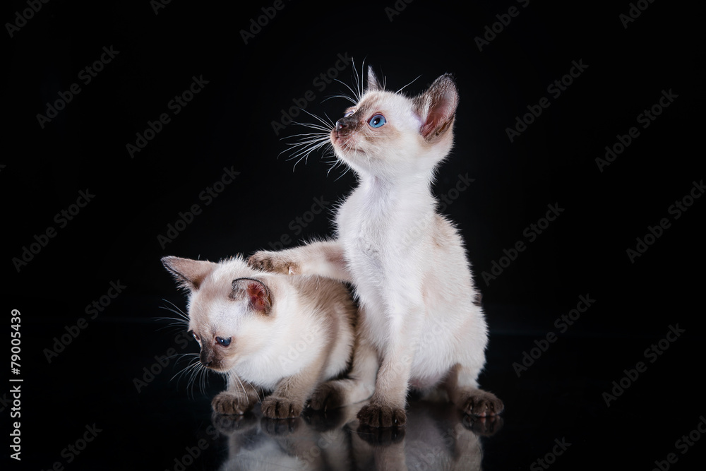 Fotografie Burma kitten. Portrait on a black background