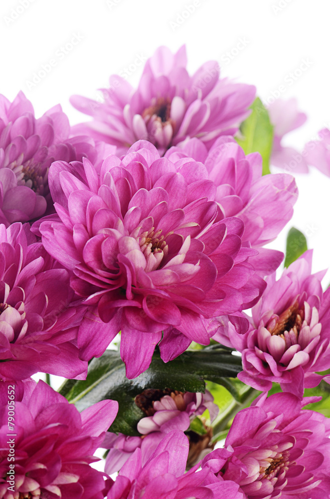 Flower pink chrysanthemums on a white background Flower pink chrysanthemums on a white background