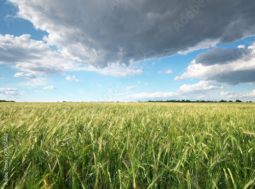 Meadow of wheat.