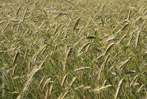 Barley field.