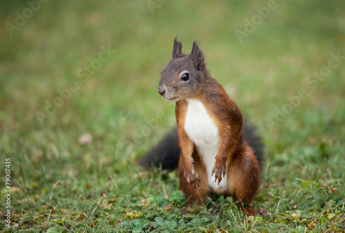 Squirrel (Sciurus vulgaris) © zest_marina