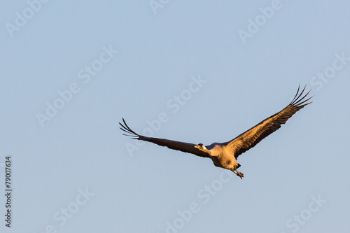 Crane flying at sky