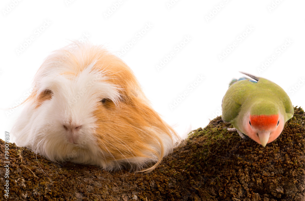oiseau inséparable roséicolis - lovebird et cobaye oiseau inséparable roséicolis - lovebird et cobaye