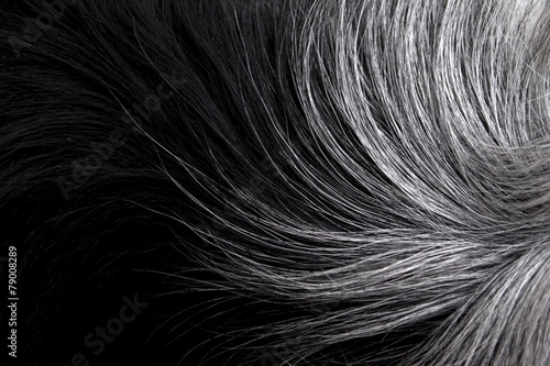 Black and white fur close-up