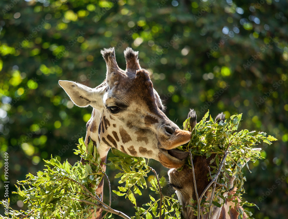 Obraz premium Giraffes eating leaves.