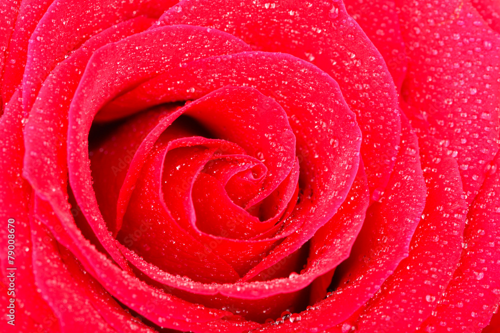 red rose red rose