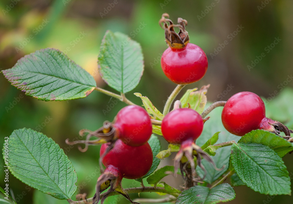 Ripe rosehip berries Ripe rosehip berries