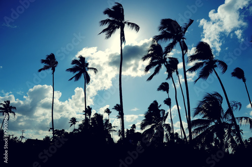 palmy-kokosowe-na-tle-letniego-nieba