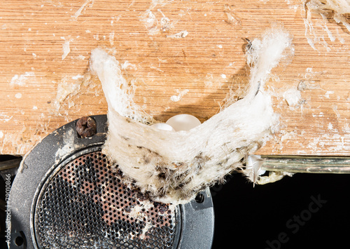 swiftlet nest with egg