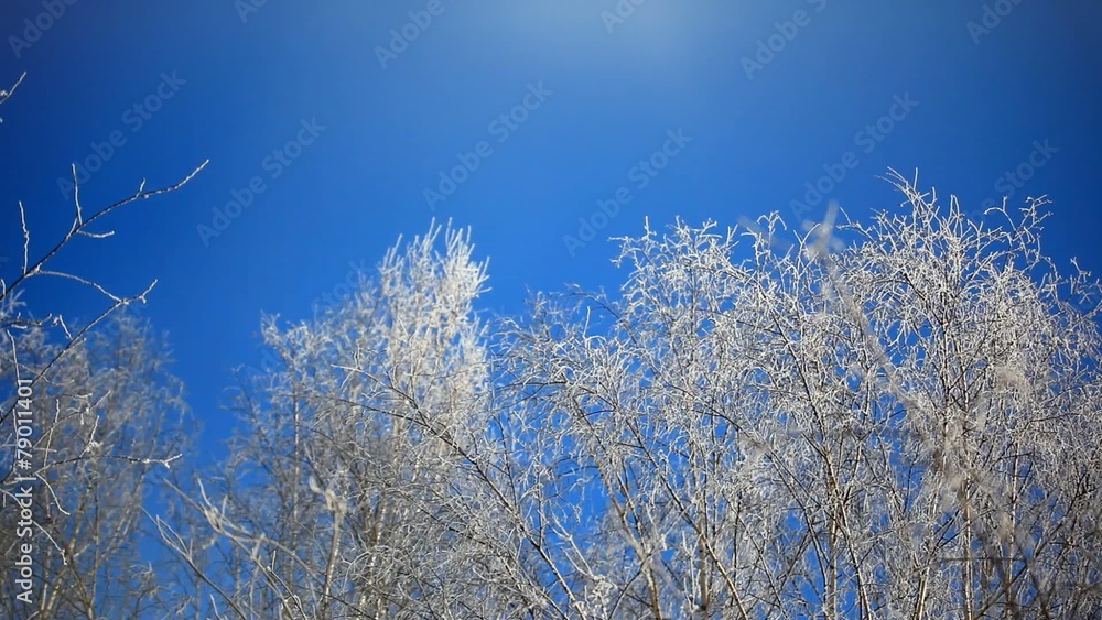 Snowy birch branches in winter sunny day against clear blue Snowy birch branches in winter sunny day against clear blue