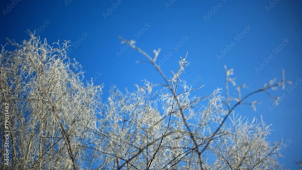 Snowy birch branches in winter sunny day against clear blue Snowy birch branches in winter sunny day against clear blue