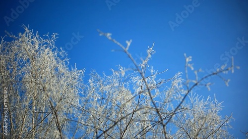 Wallpaper Mural Snowy birch branches in winter sunny day against clear blue Torontodigital.ca