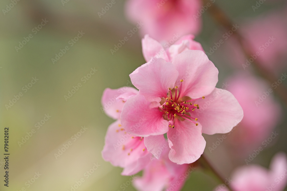 Closeup of flower nectarines Closeup of flower nectarines