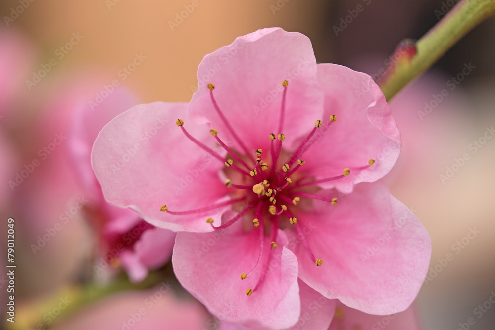 Closeup of flower nectarines StockFoto Adobe Stock