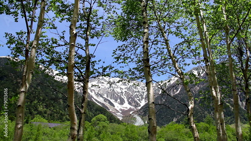 Japanese white bircha and hotaca mountain photo