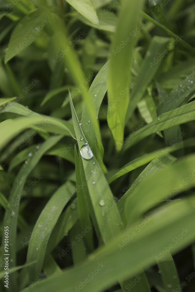 Obraz premium 풀이미지