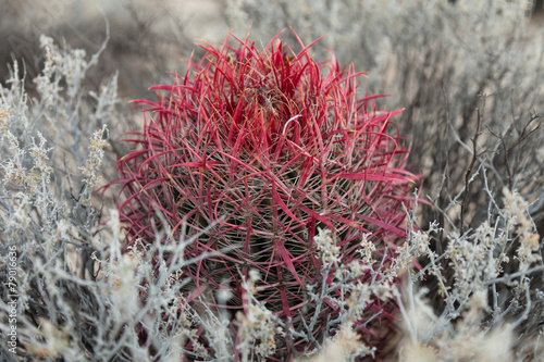 Fire barrel cactus (Ferocactus gracilis), Catavina Boulderfield photo