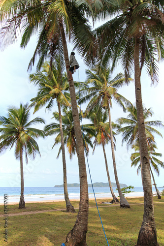 Man harvesting coconuts in Palawan, in the Philippines © Fabio Nodari