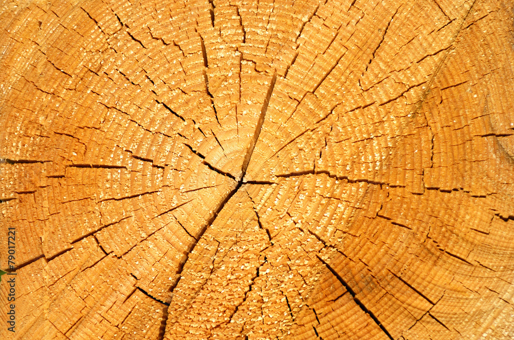 Fototapeta premium Texture of cut trees, split barrel