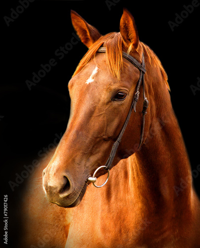 Portrait of red horse on a black background