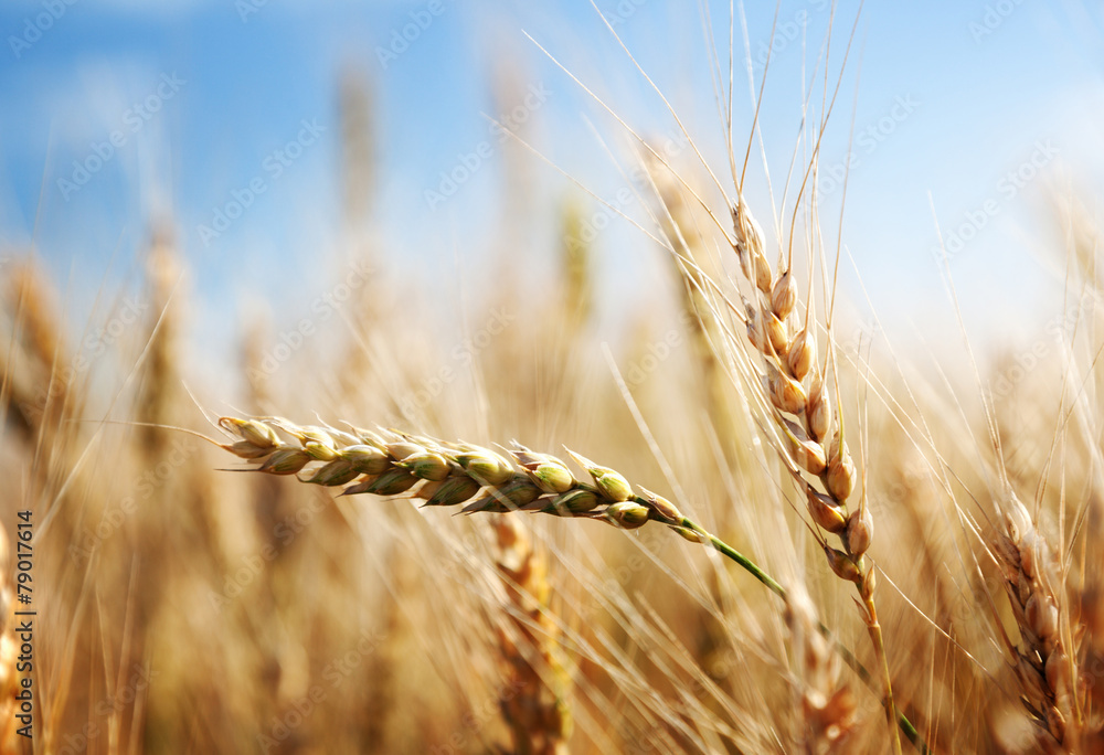 golden wheat field and sunny day golden wheat field and sunny day