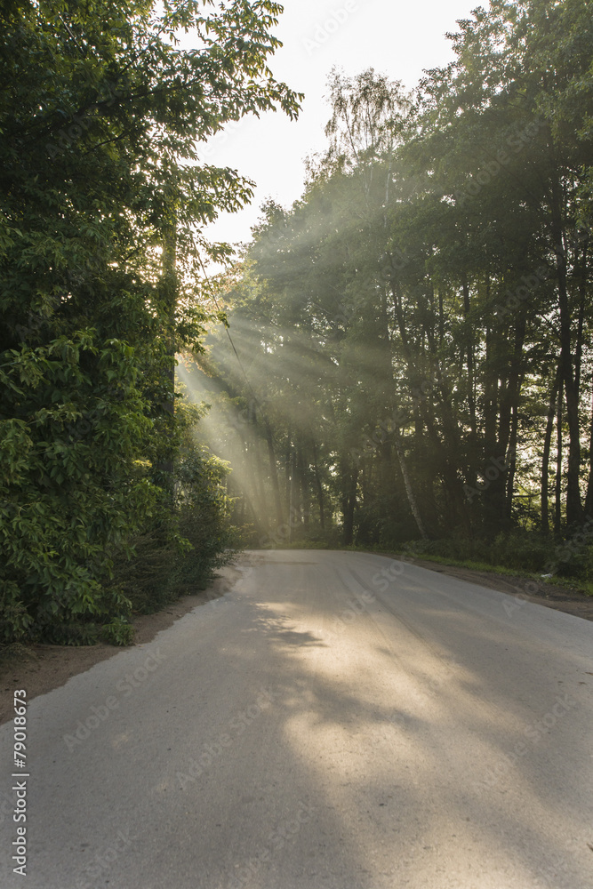 Fototapeta premium droga przez las