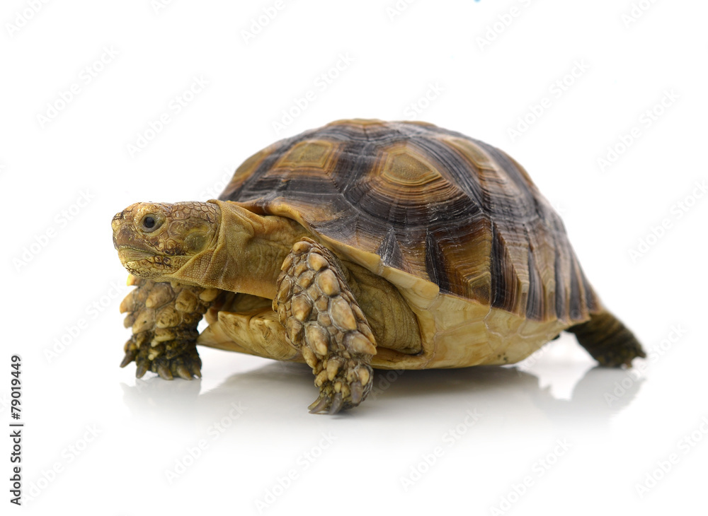 Obraz premium Desert tortoise isolated on white background
