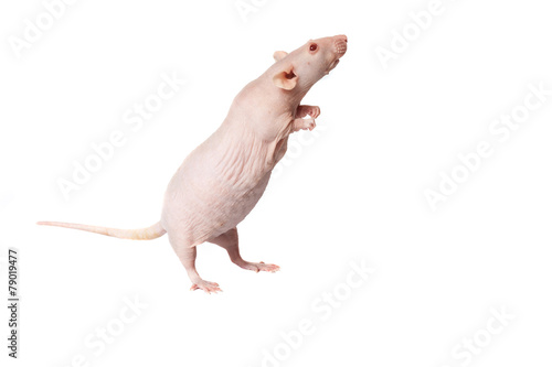 rat