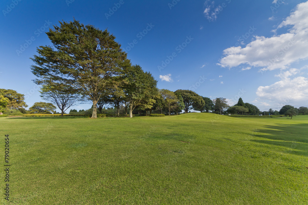 芝生　背景　lawna grass plot