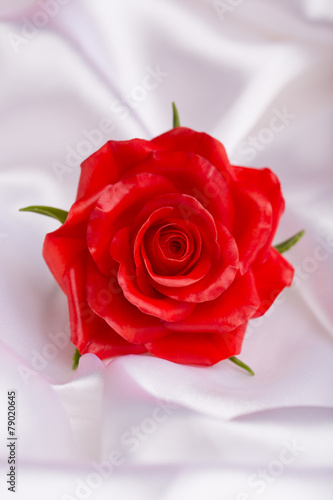 red rose on a white satin fabric