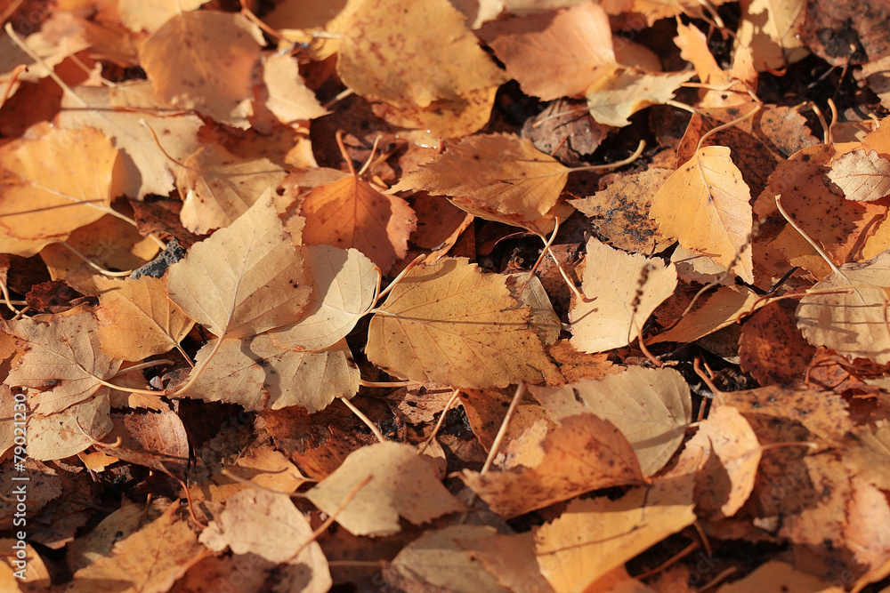 texture of yellow leaves on the ground park maples texture of yellow leaves on the ground park maples