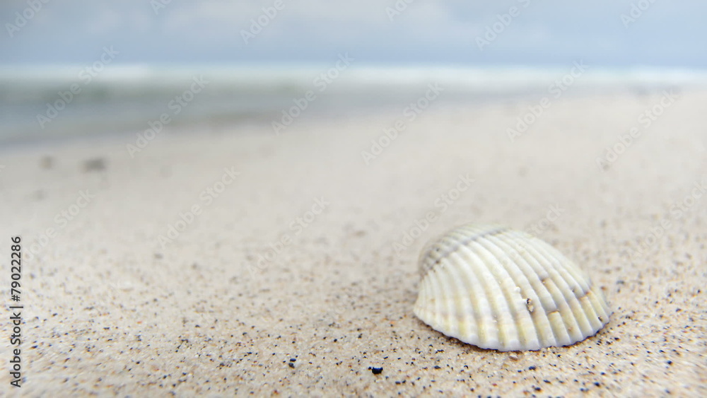 Empty beach with seashell on sand Empty beach with seashell on sand