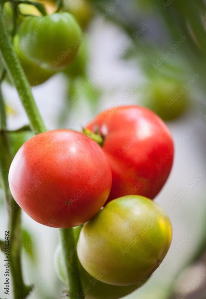 Tomatoes growing on a branch