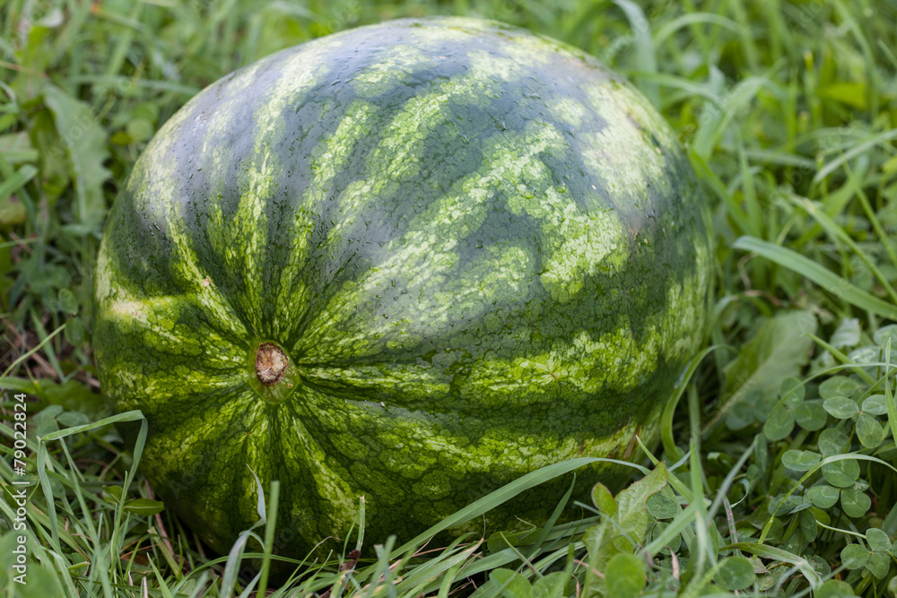Big watermelon on grass