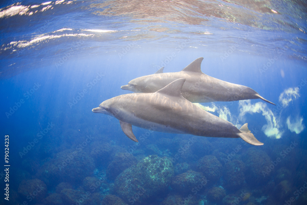 Fototapeta premium the dolphins living in the island away from Tokyo 3 hours.
